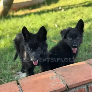 1-3 months Male Purebred German Shepherd