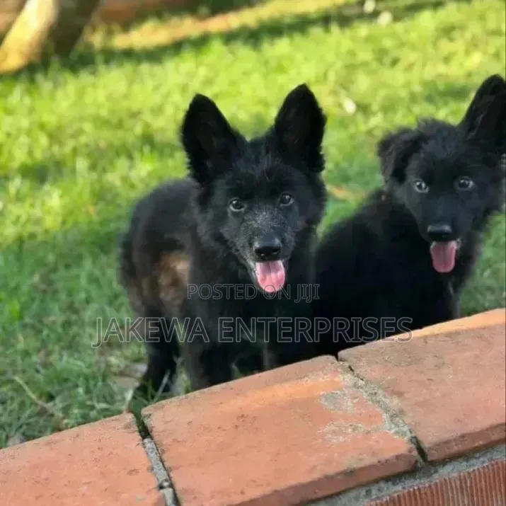 1-3 months Female Purebred German Shepherd