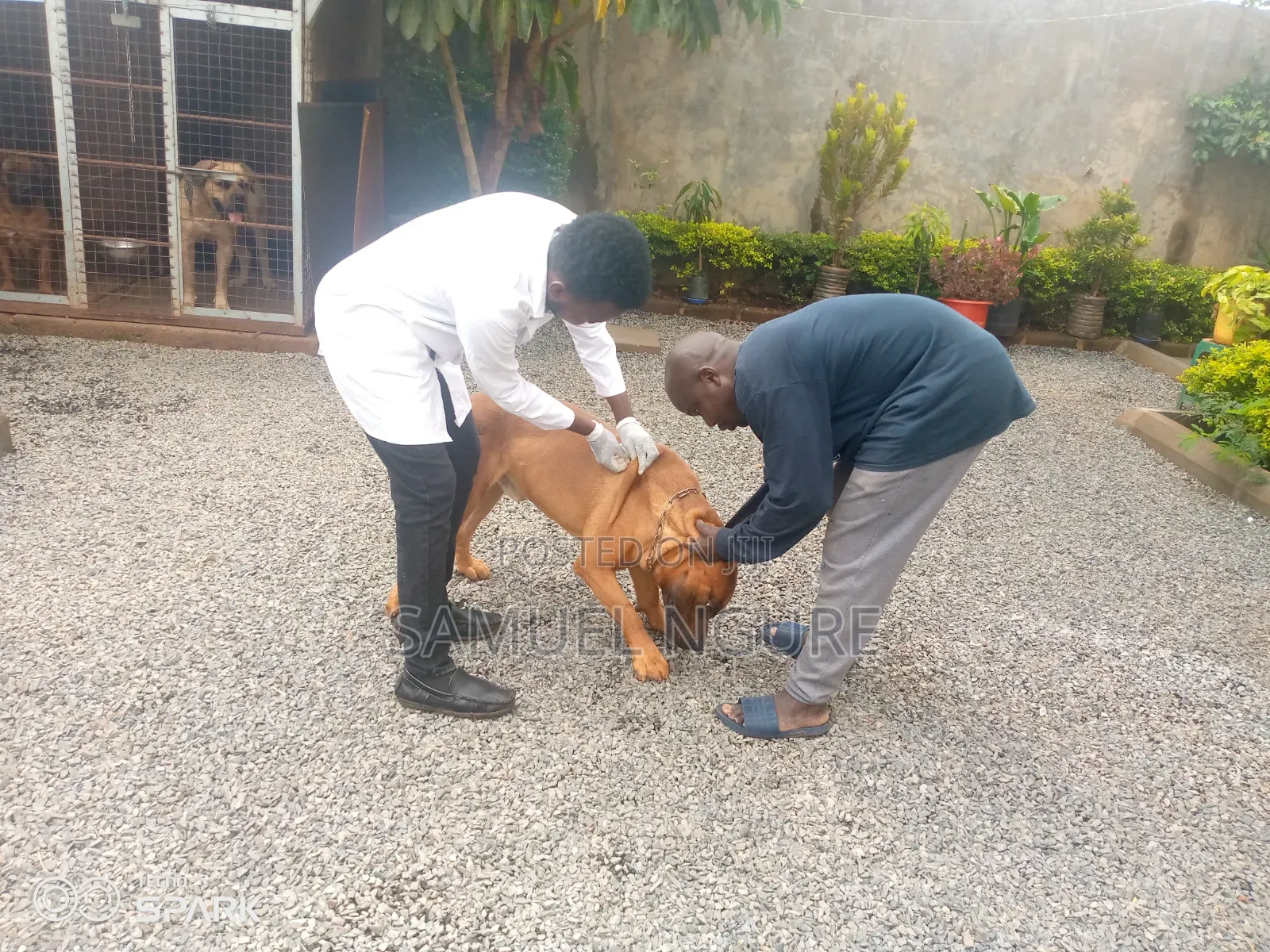 TailTales Veterinary Services
