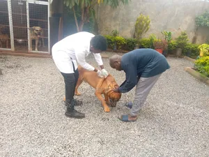 TailTales Veterinary Services
