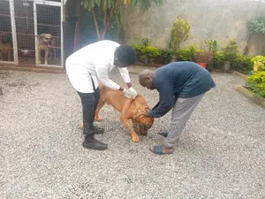 TailTales Veterinary Services