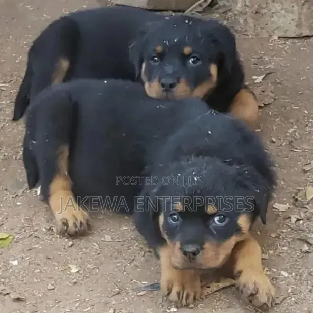 1-3 months Male Purebred Rottweiler
