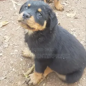 1-3 months Female Purebred Rottweiler