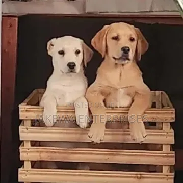 1-3 months Male Purebred Labrador Retriever