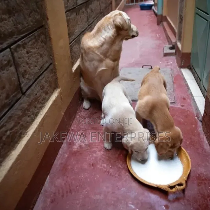 1-3 months Female Purebred Labrador Retriever