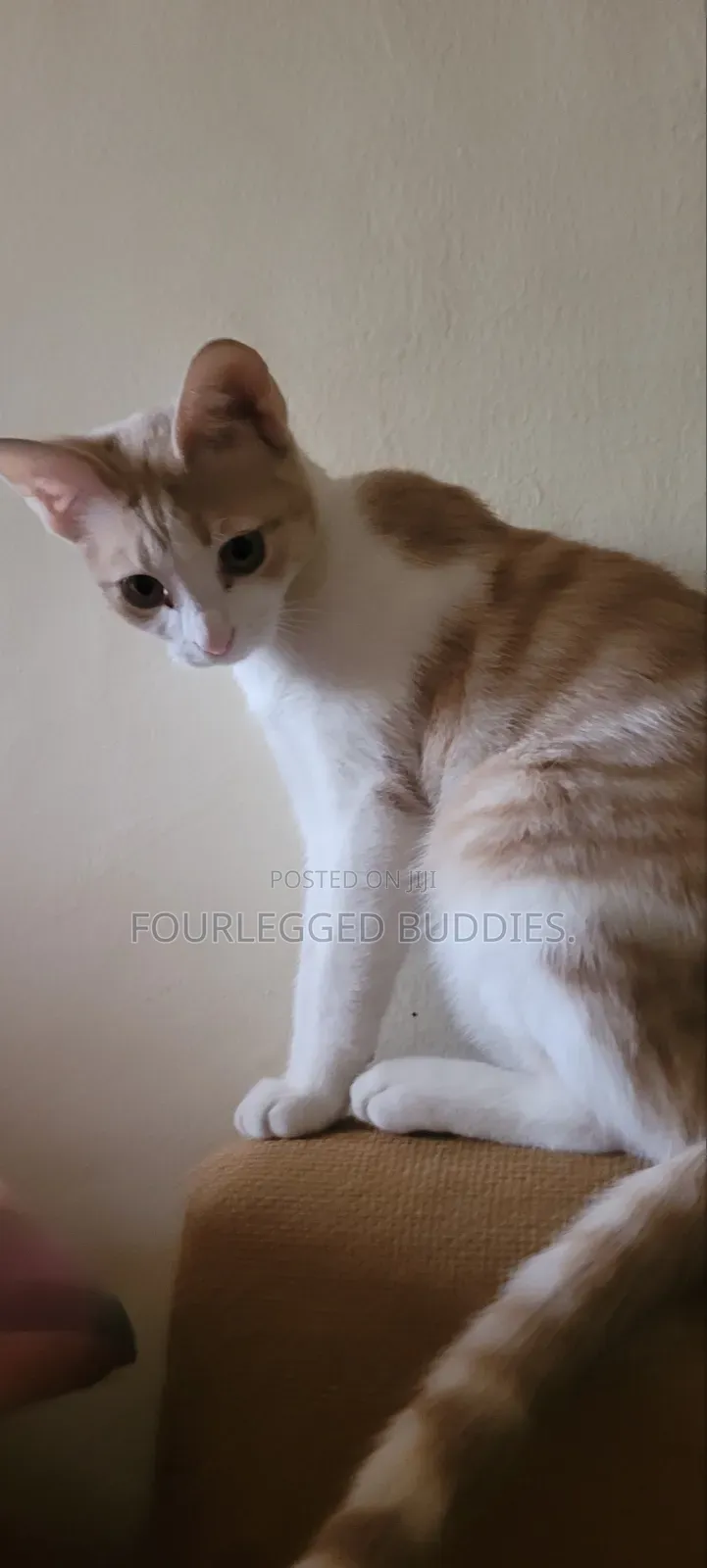 1-3 months Female Mixed Breed American Shorthair