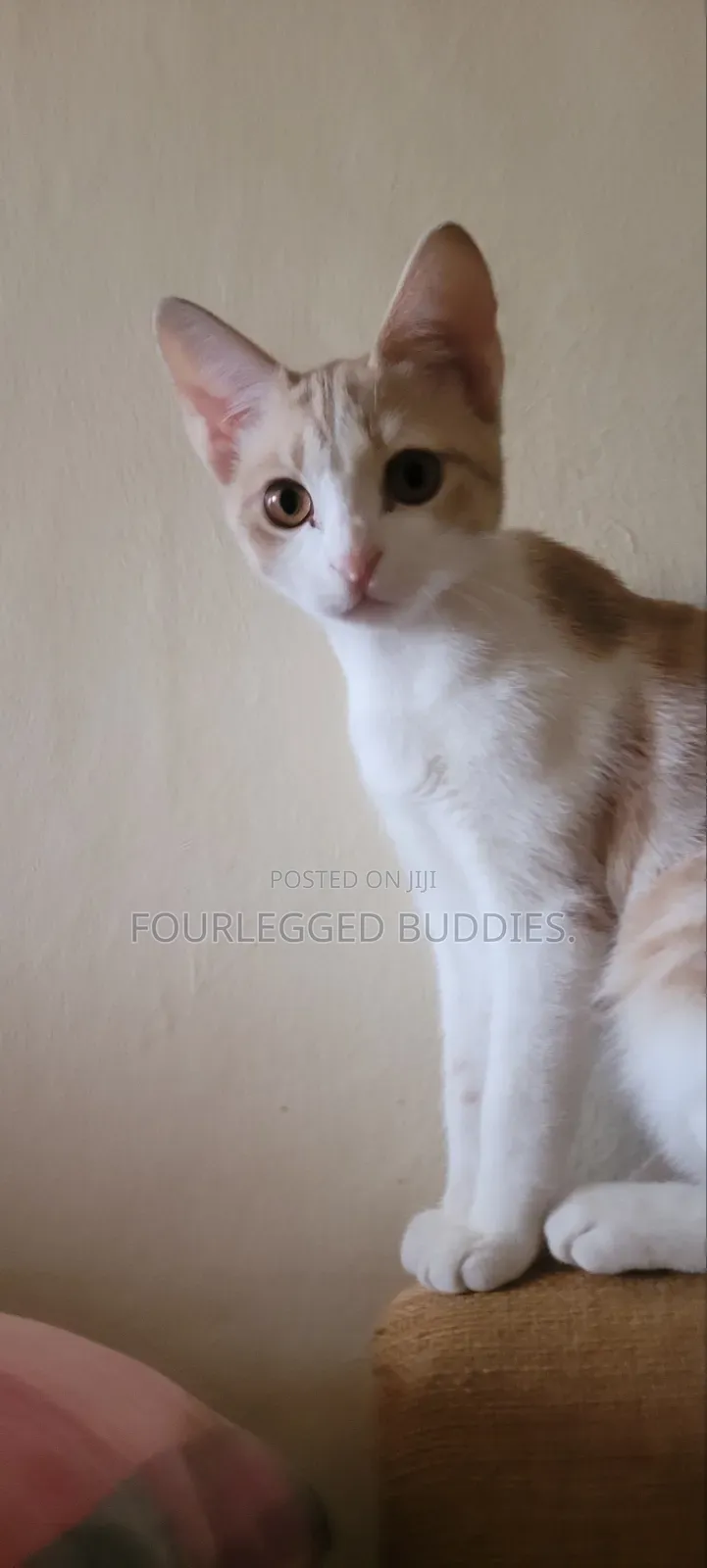 1-3 months Female Mixed Breed American Shorthair