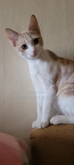 1-3 months Female Mixed Breed American Shorthair