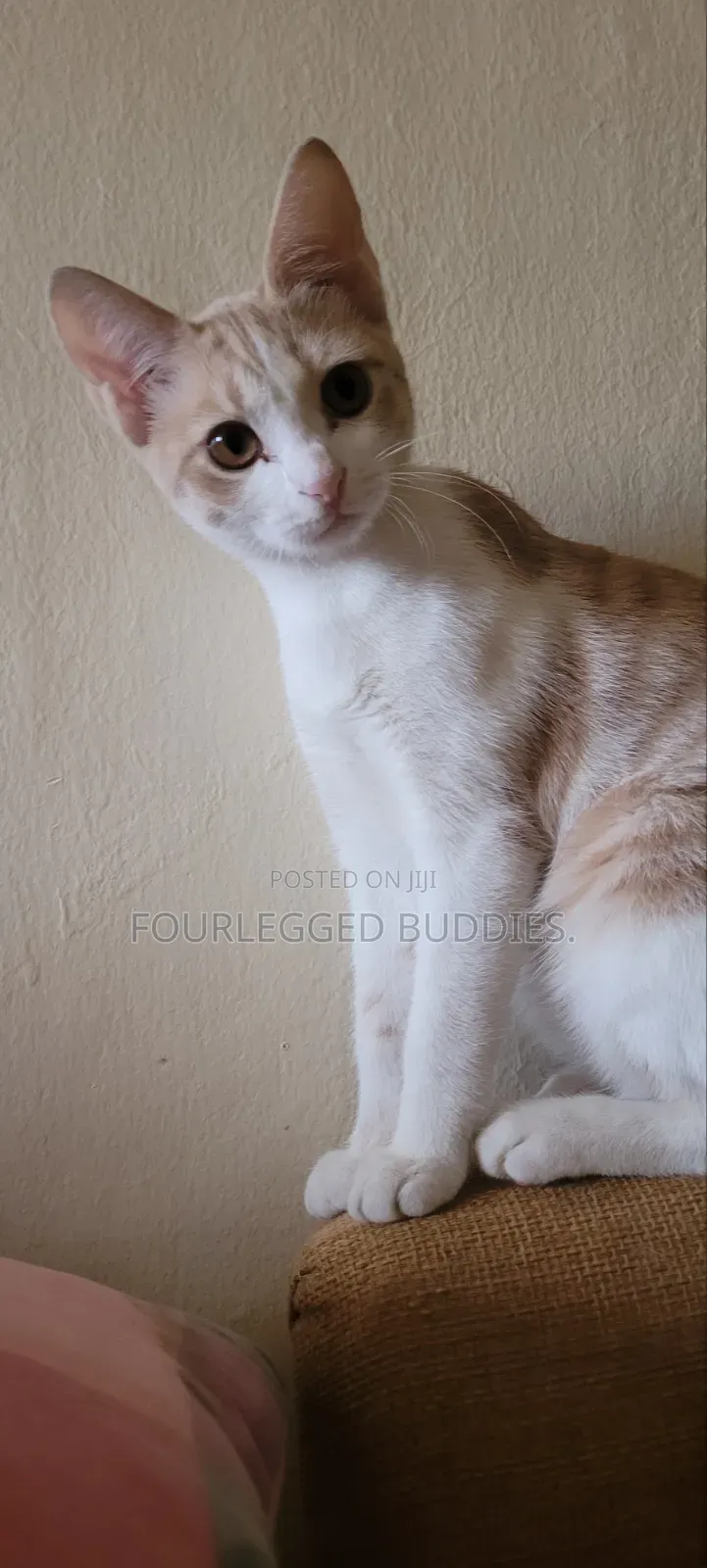 1-3 months Female Mixed Breed American Shorthair