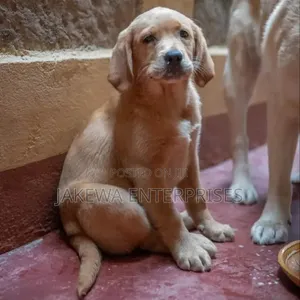 1-3 months Male Purebred Labrador Retriever