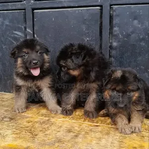 1-3 months Male Purebred German Shepherd