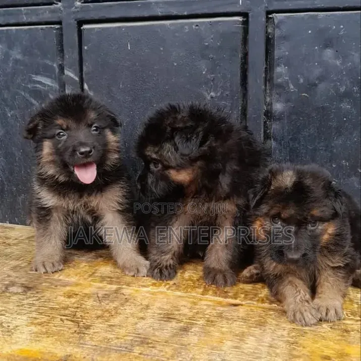 1-3 months Male Purebred German Shepherd
