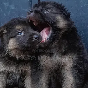 1-3 months Female Purebred German Shepherd
