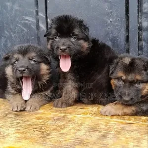 1-3 months Female Purebred German Shepherd