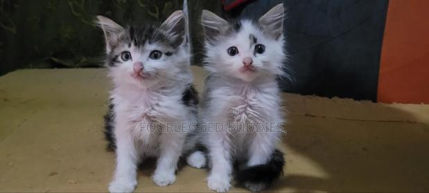 1-3 months Male Mixed Breed Turkish Angora