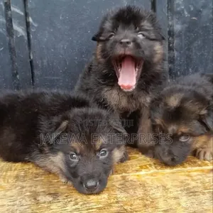 1-3 months Male Purebred German Shepherd