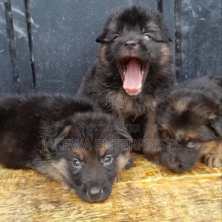 1-3 months Male Purebred German Shepherd