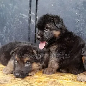 1-3 months Female Purebred German Shepherd