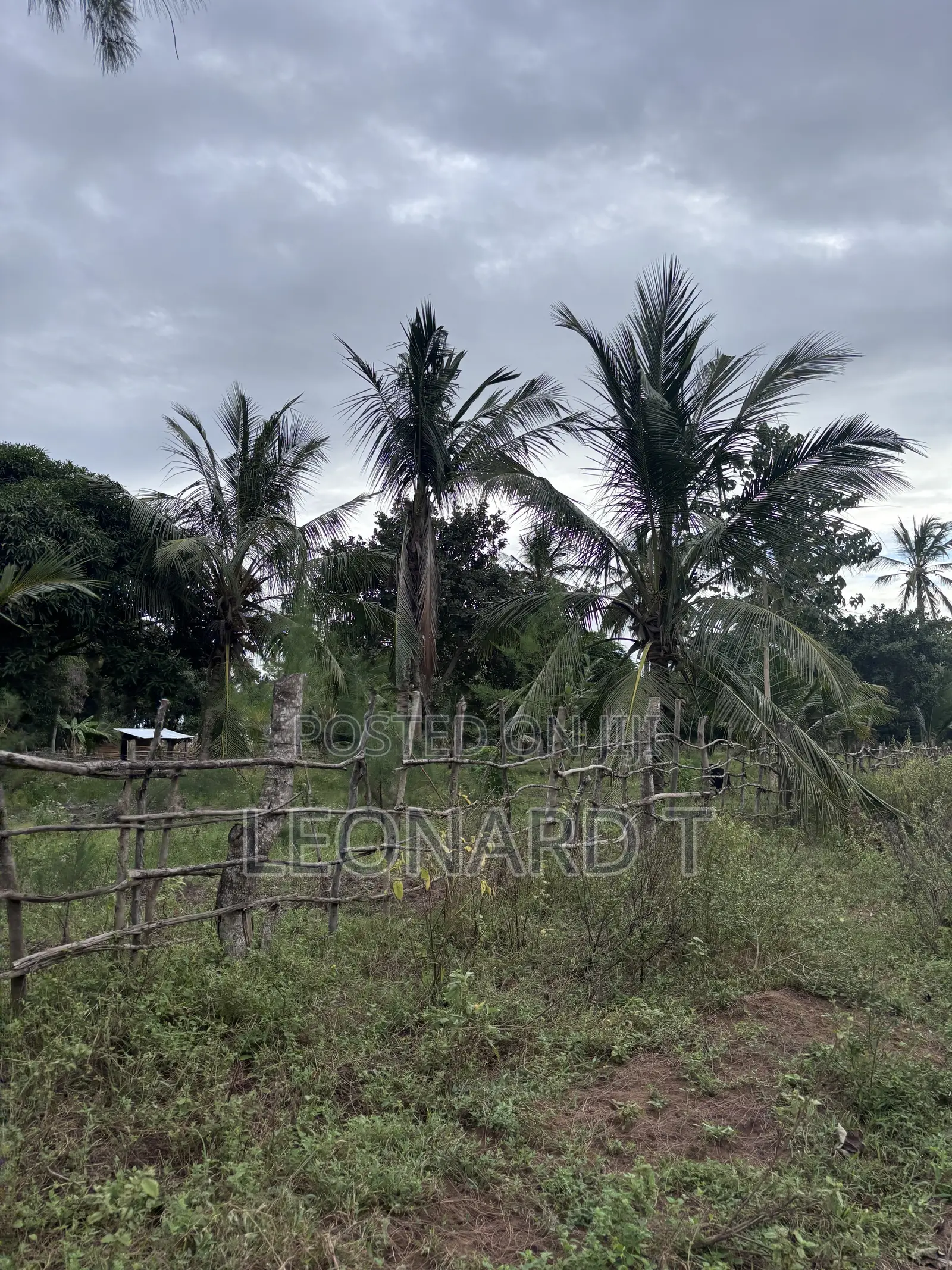 Quarter Acre Plot for Sale – Diani