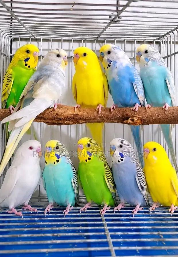 Budgies  Parrots