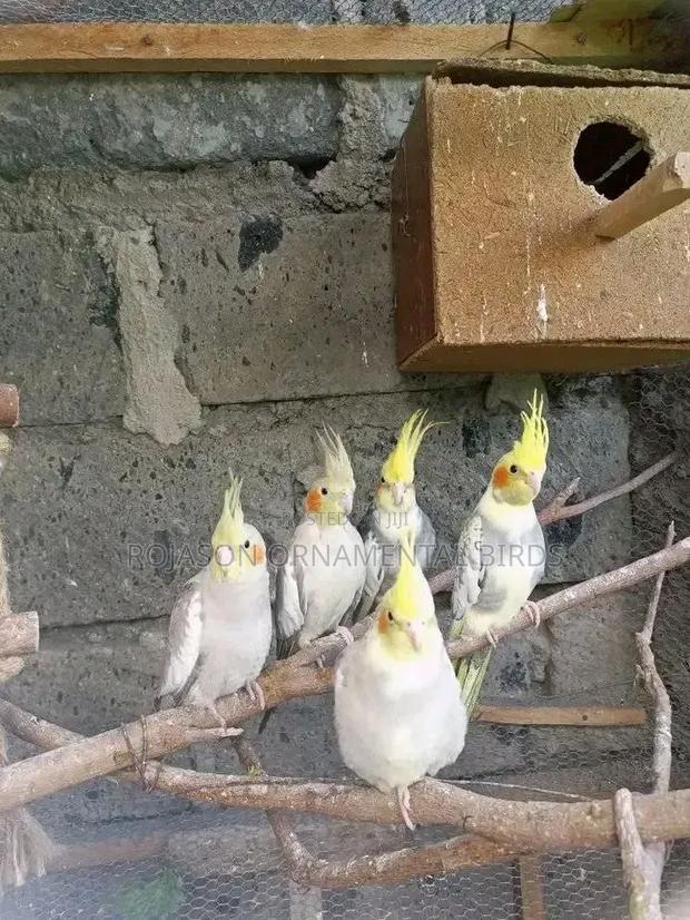 Cockatiels Parrots