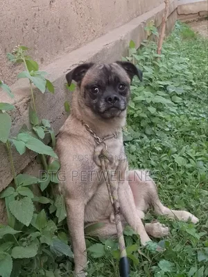 1+ year Male Purebred Pug
