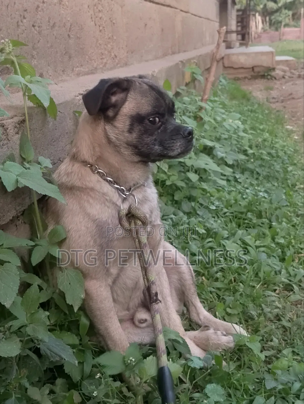 1+ year Male Purebred Pug