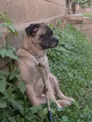 1+ year Male Purebred Pug