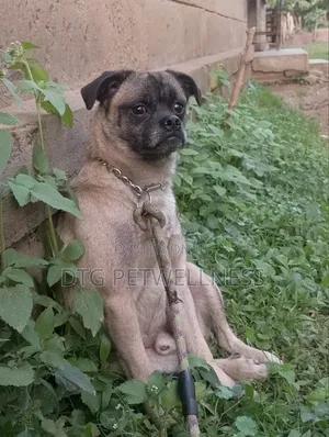 1+ year Male Purebred Pug