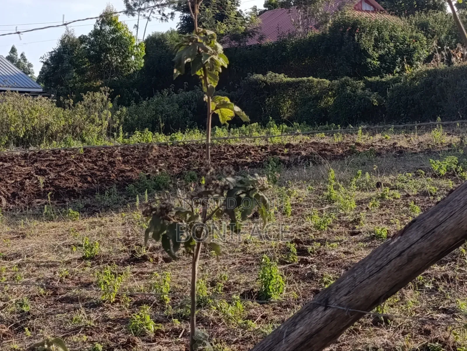 100x100 Plot for Sale, Ndeiya