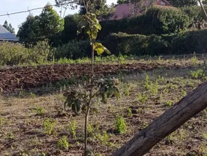 100x100 Plot for Sale, Ndeiya