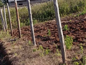 100x100 Plot for Sale, Ndeiya