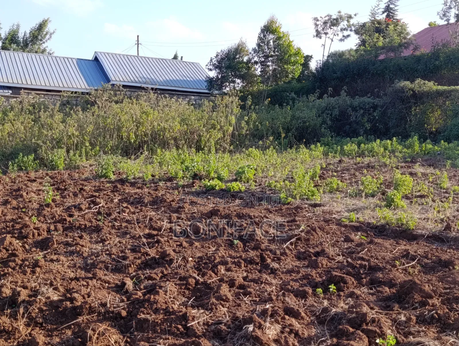 100x100 Plot for Sale, Ndeiya