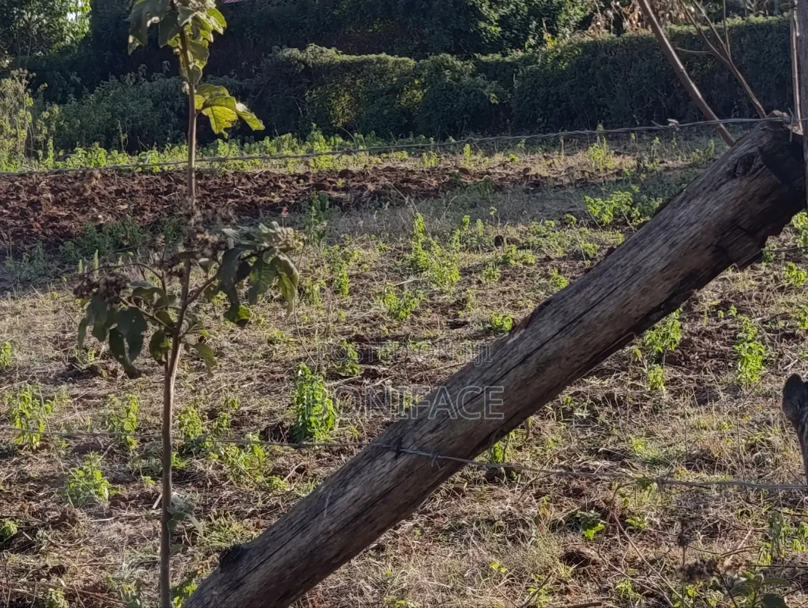 100x100 Plot for Sale, Ndeiya