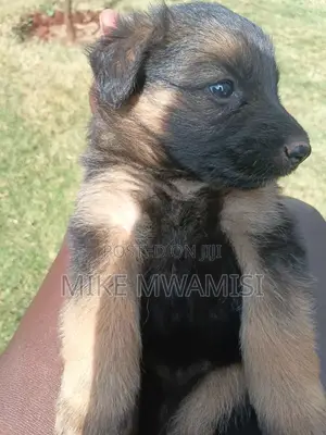 1-3 months Male Purebred German Shepherd