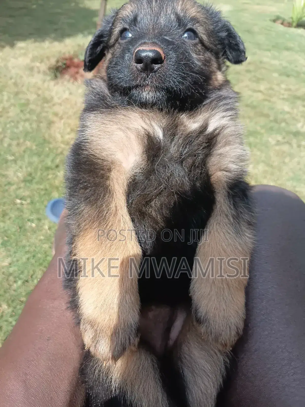 1-3 months Male Purebred German Shepherd
