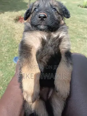 1-3 months Male Purebred German Shepherd