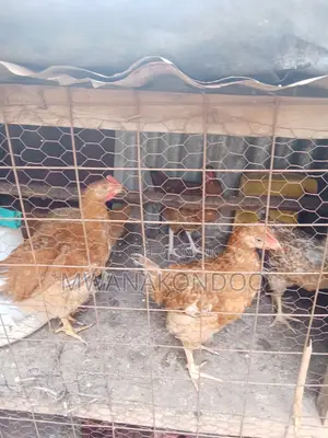 2 Months Old Hens