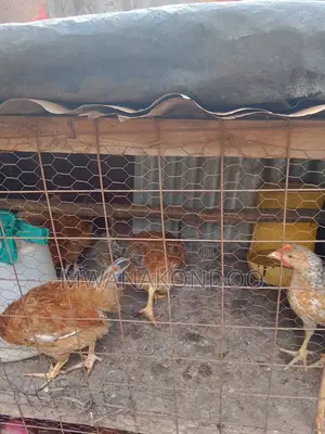 2 Months Old Hens