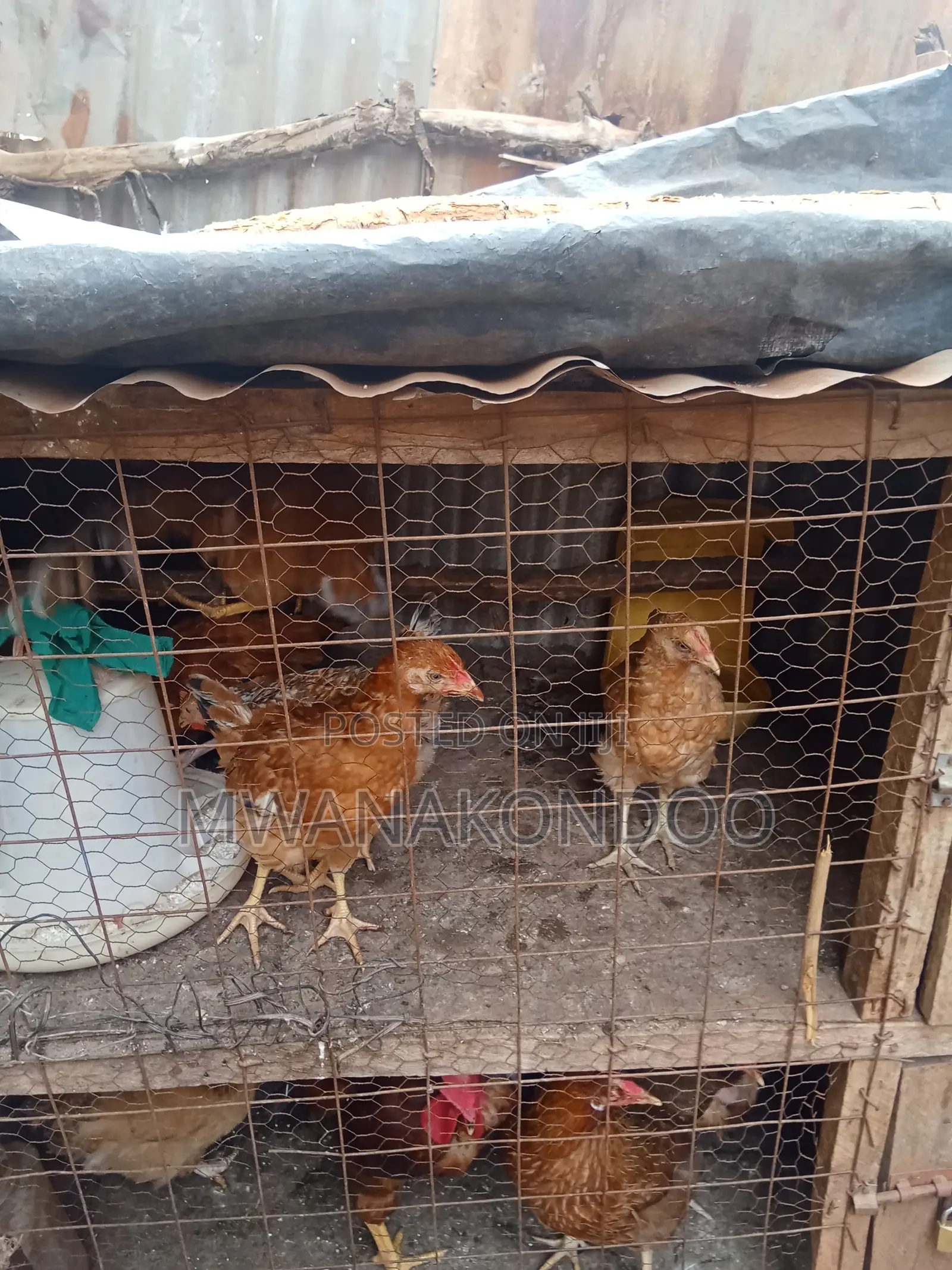 2 Months Old Hens