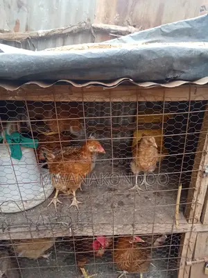 2 Months Old Hens