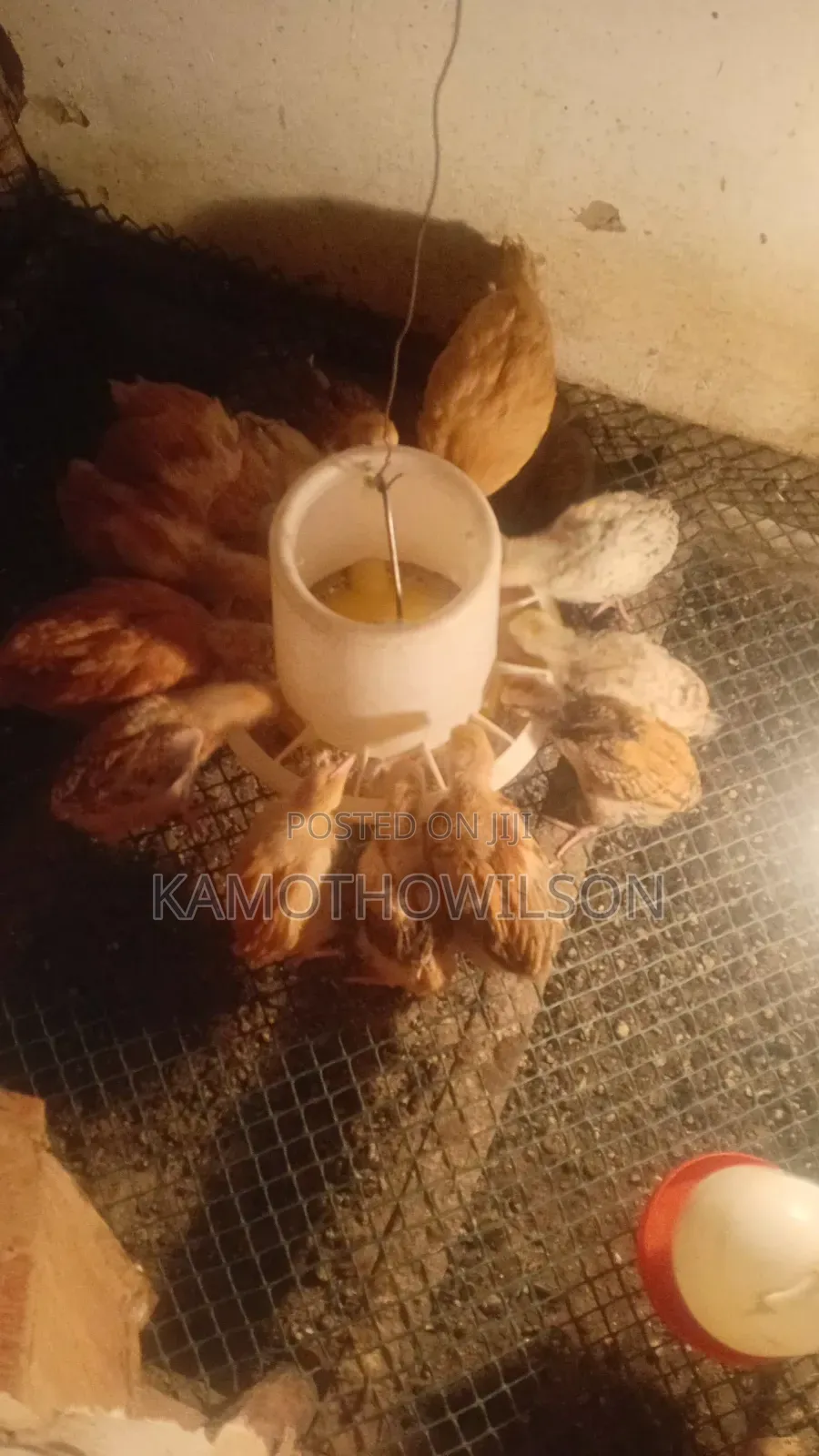 Kienyeji Chicken for Sale in Thika