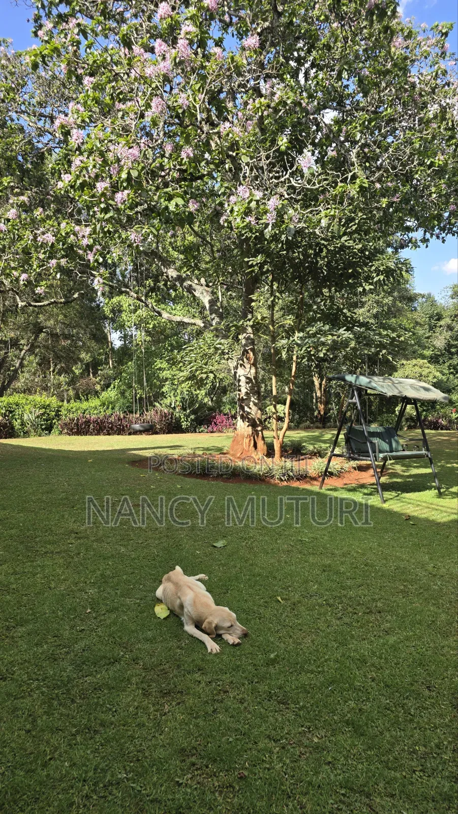 4bdrm Bungalow in Tigoni for rent
