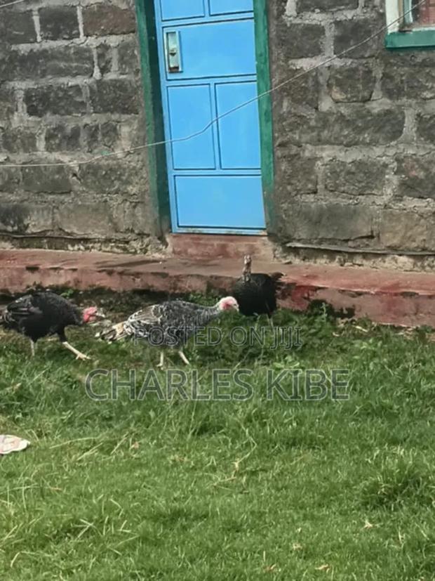 Turkey Farmer - main view