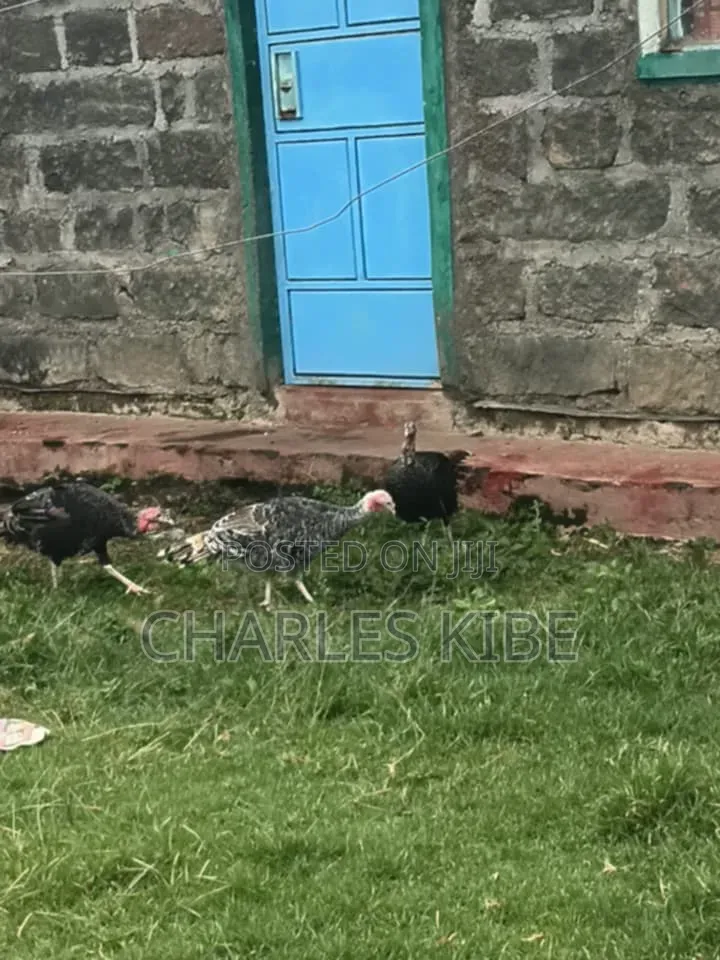 Turkey Farmer