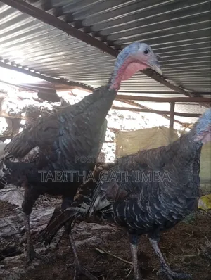 Turkey 🦃. Male and Female Turkey