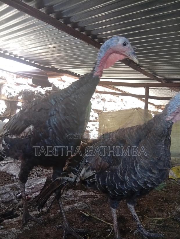Turkey 🦃. Male and Female Turkey