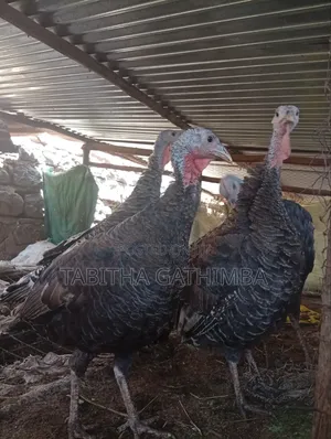 Turkey 🦃. Male and Female Turkey