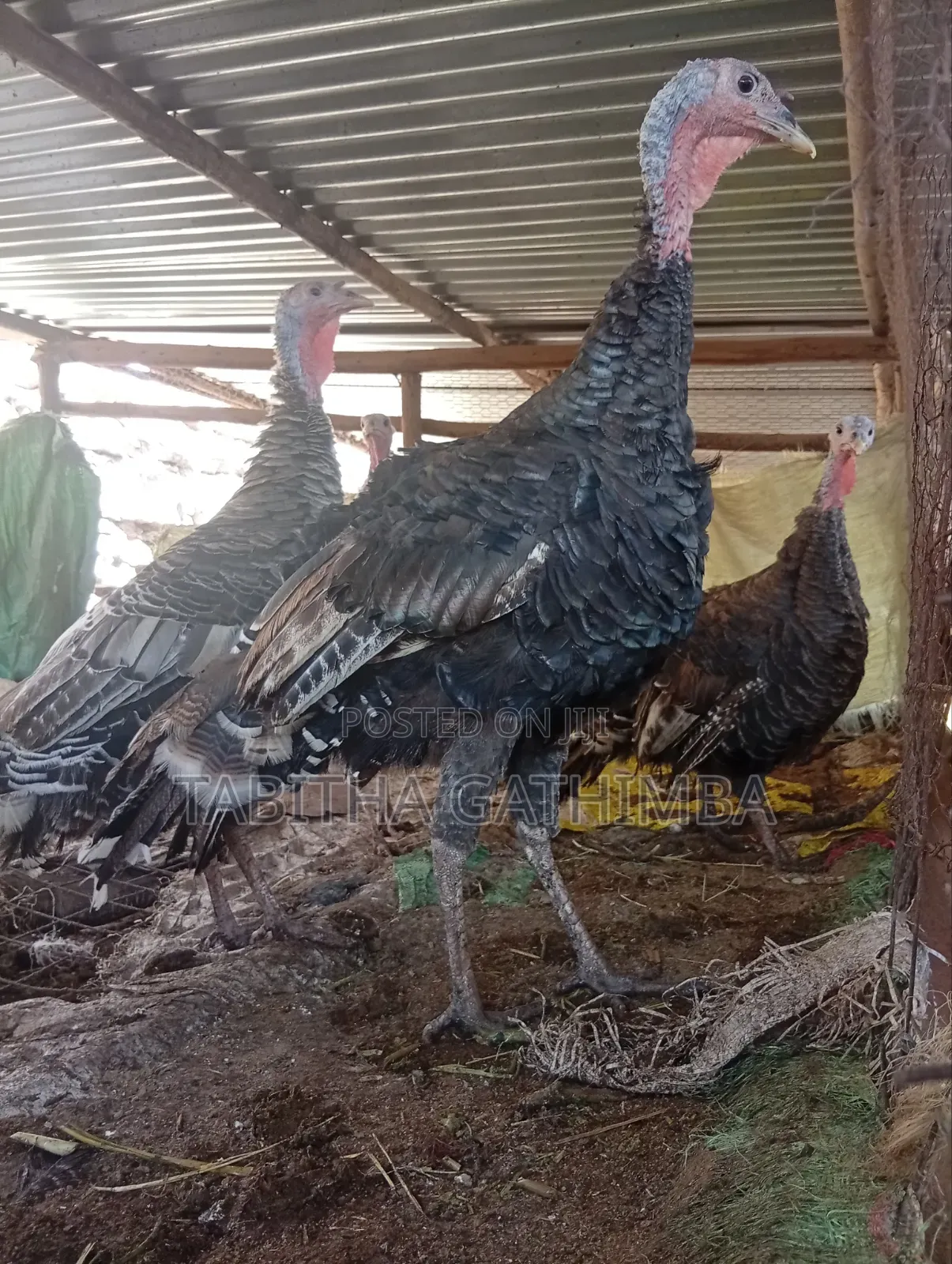 Turkey 🦃. Male and Female Turkey