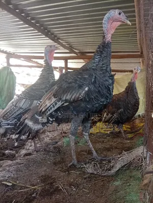 Turkey 🦃. Male and Female Turkey